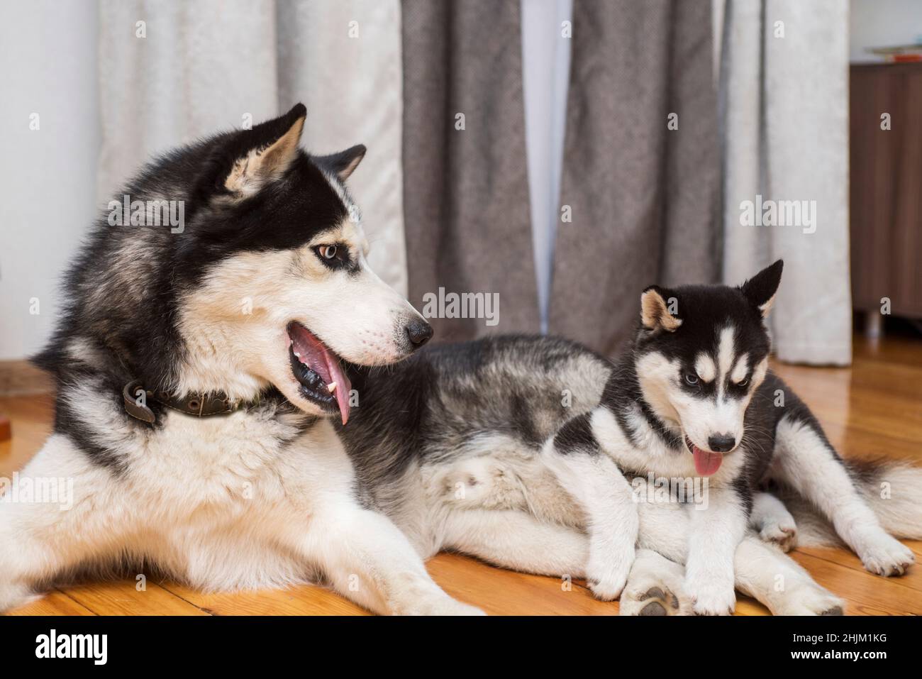 Zwei Husky Dogs spielen zuhause drinnen. Mutter Hund spielt mit ihrem kleinen Welpen. Stockfoto