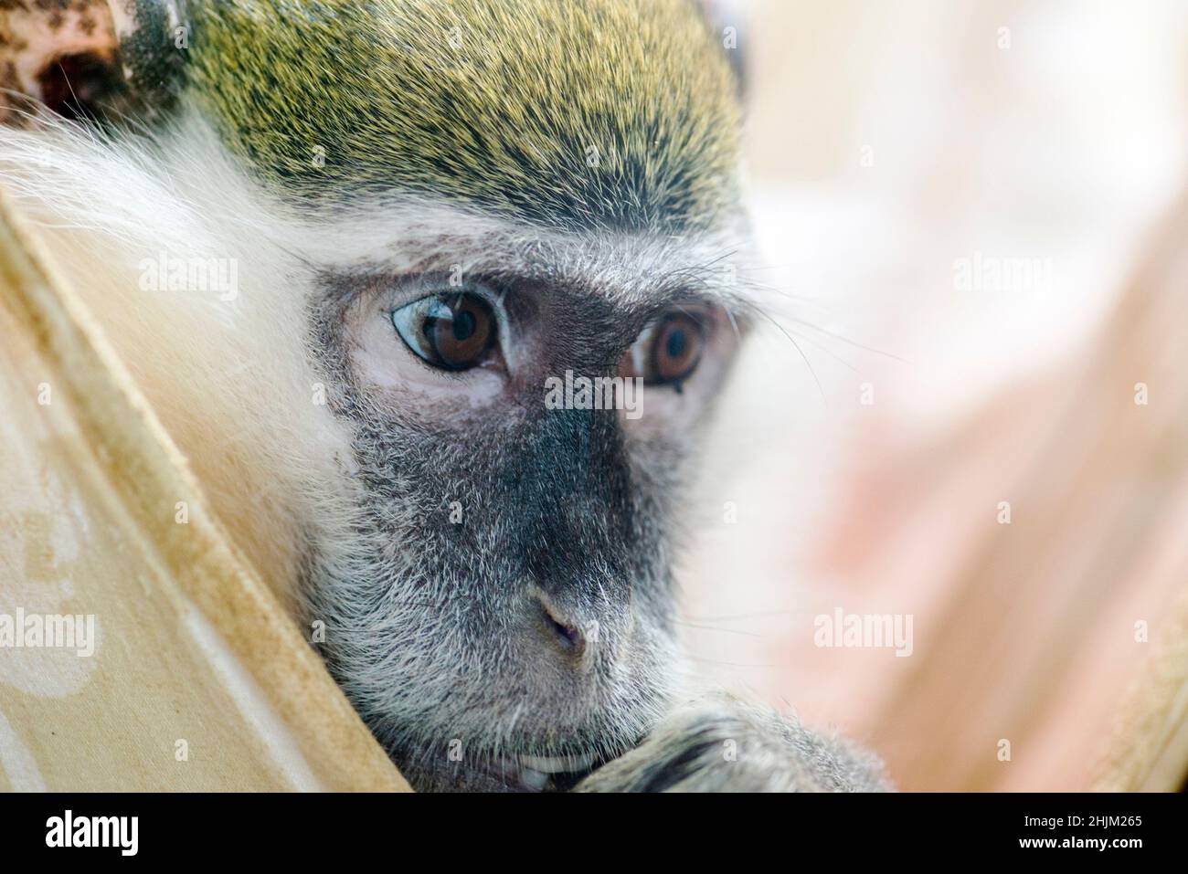 Nahaufnahme des grünen Affen. Junger grüner Affe. Vervet Monkey. Stockfoto