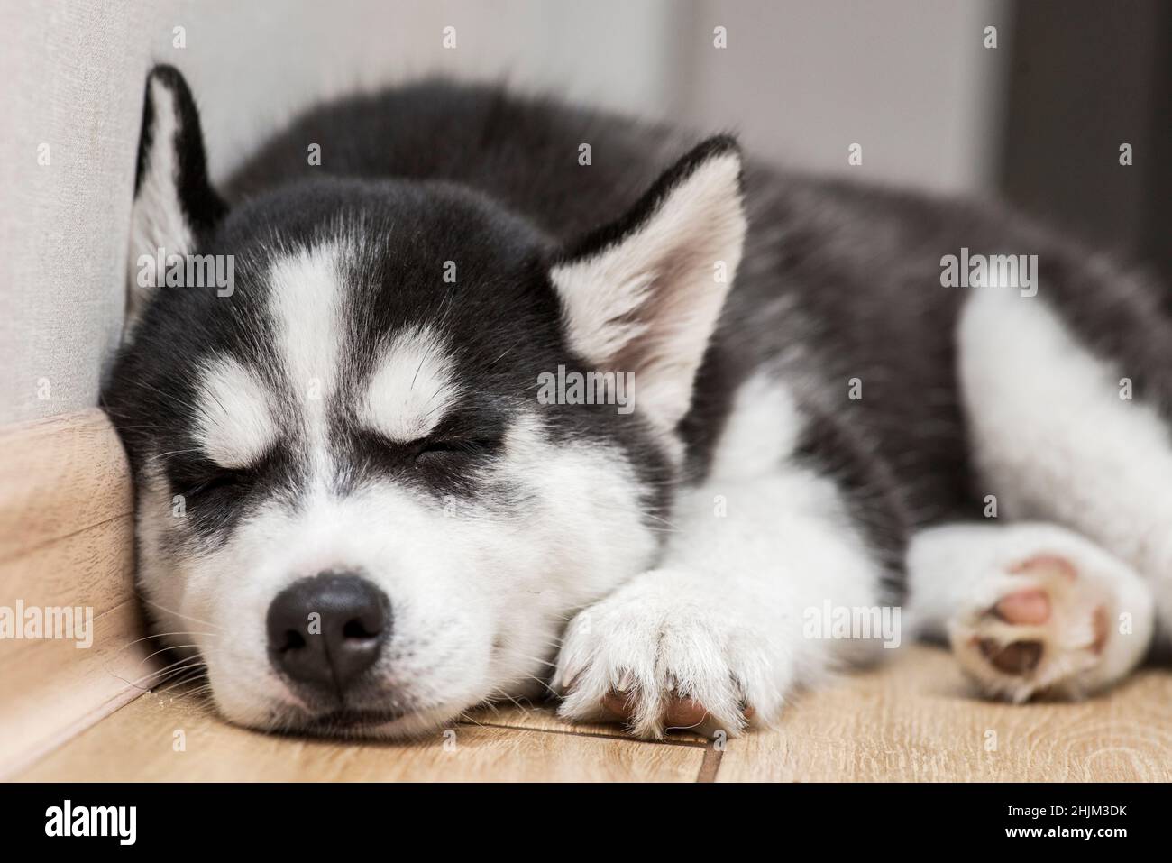 Husky Welpe schläft auf dem Boden. Niedlicher Welpe von Husky schläft. Stockfoto