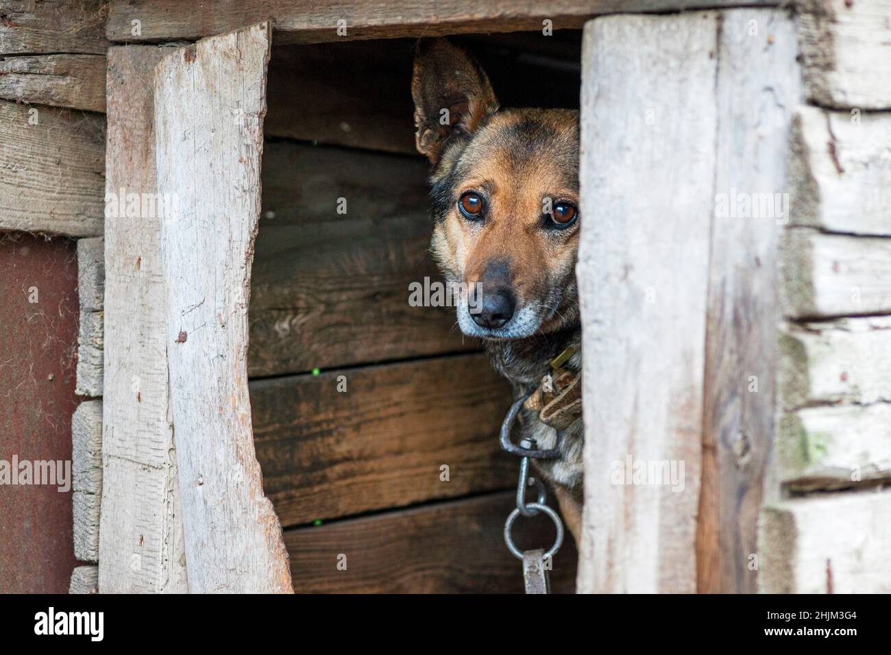 Hund mit traurigen Augen, der aus dem Fenster des Hundehauses schaute. Trauriger Hund in einem alten Stand. Stockfoto