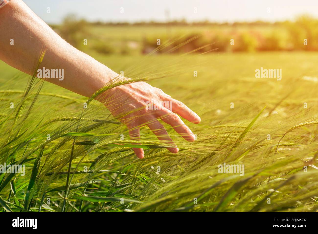 Männliche Hand streichelte sanft junge grüne Ohren aus Roggen. Landwirtschaftliches Konzept, wachsende Getreideernte, umweltfreundliche Pflanzen. Reifende Ohren von whea Stockfoto