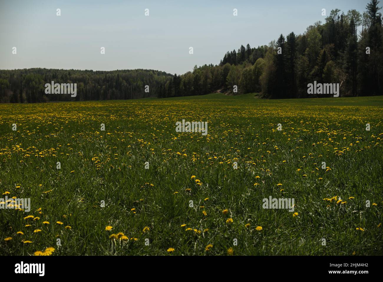 Eine schöne Aussicht auf frisches grünes Grasfeld mit gelben Wildblumen Stockfoto