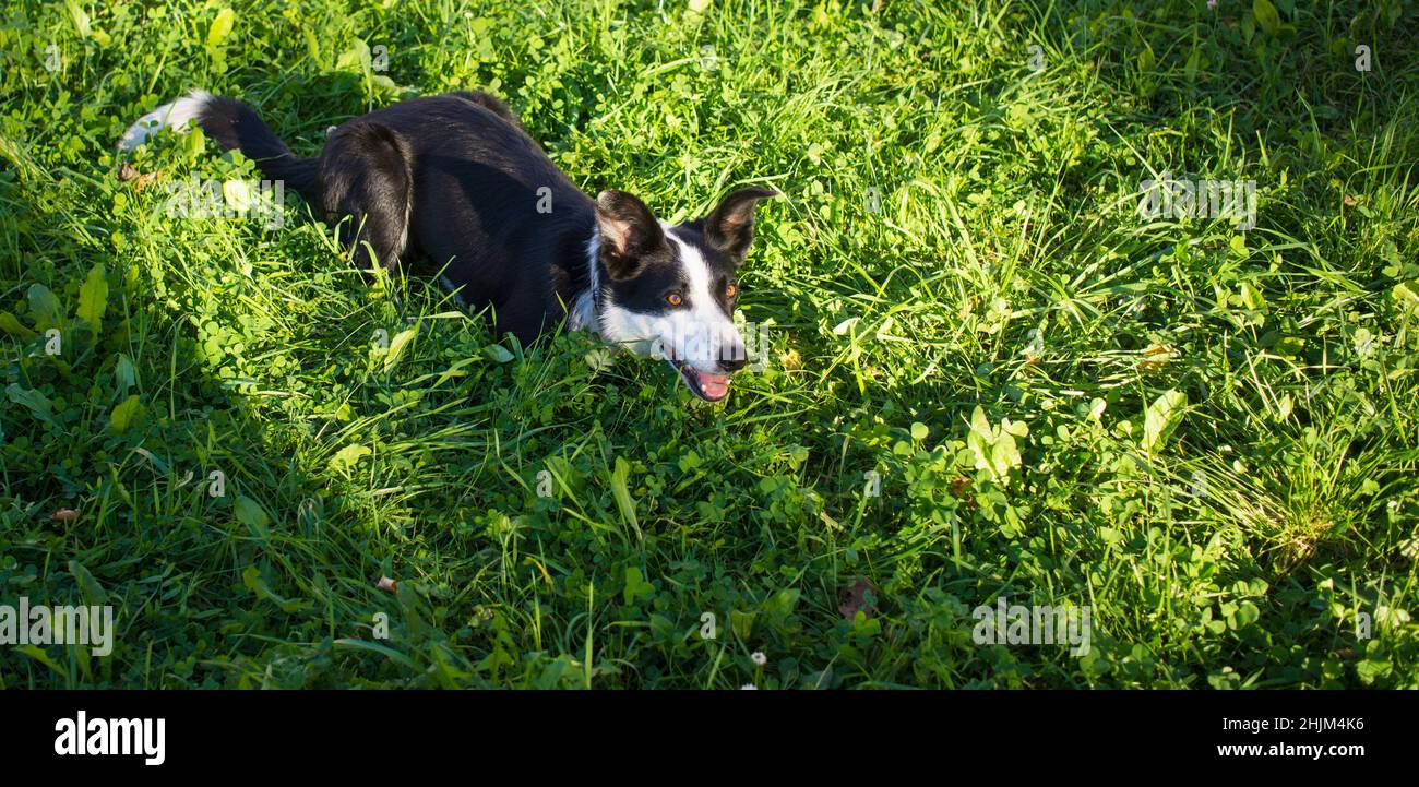 Der Hund liegt im Gras im Park. Die Rasse ist Border Collie. Hintergrund ist grün. Banner mit Kopierbereich Stockfoto