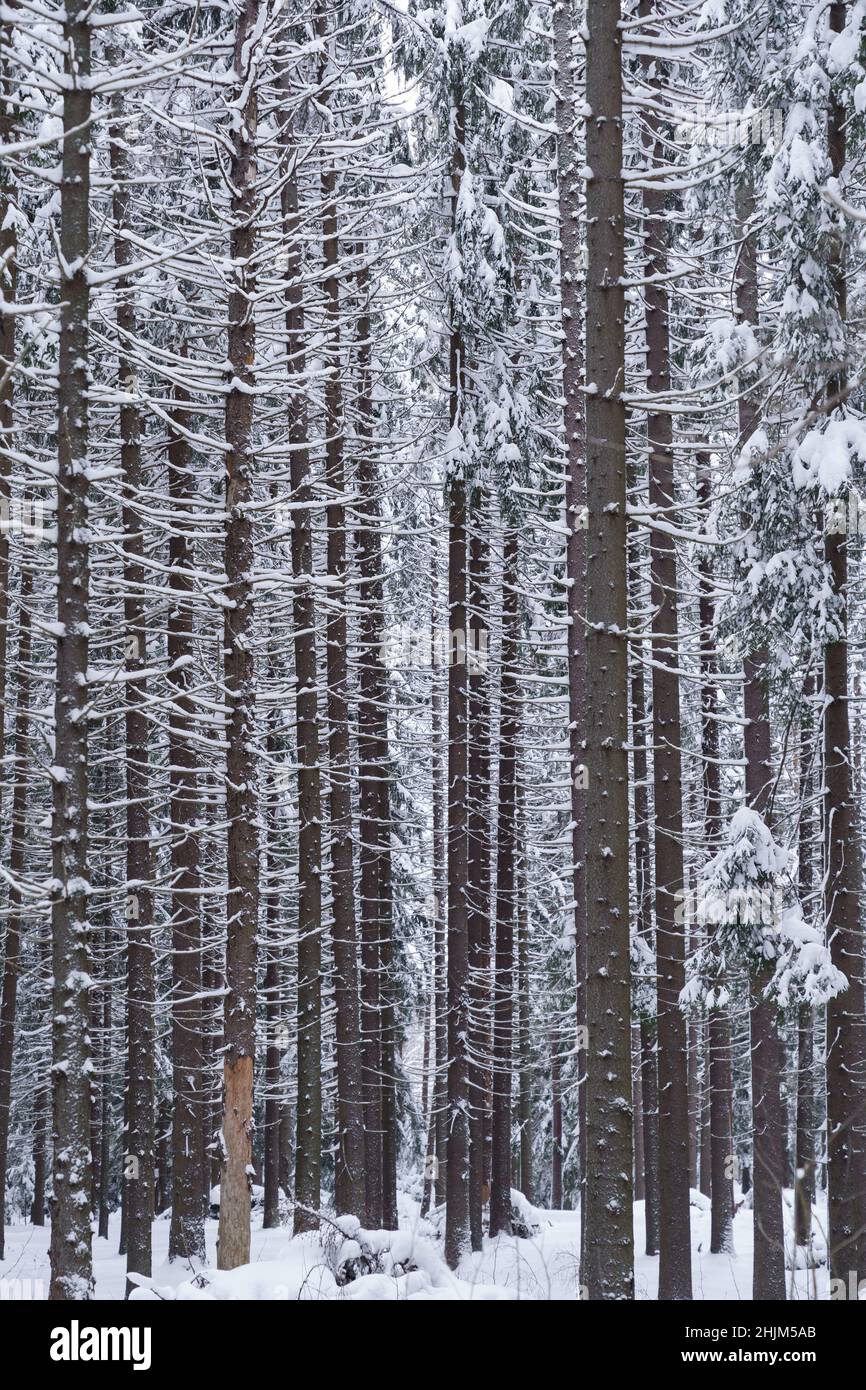 Wunderschöne nordische Winterwaldlandschaft, schlanke, hohe Tannen und Pinien, alte Bäume, die mit Schnee bedeckt sind Stockfoto