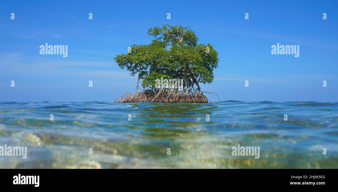 Ein Mangrovenbaum im Meer von der Wasseroberfläche aus gesehen, Karibisches Meer, Mittelamerika Stockfoto