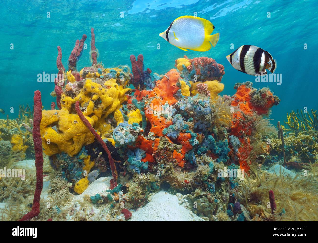Farbenfrohe Unterwasserwelt, verschiedene Schwämme mit tropischen Fischen, karibisches Meer Stockfoto