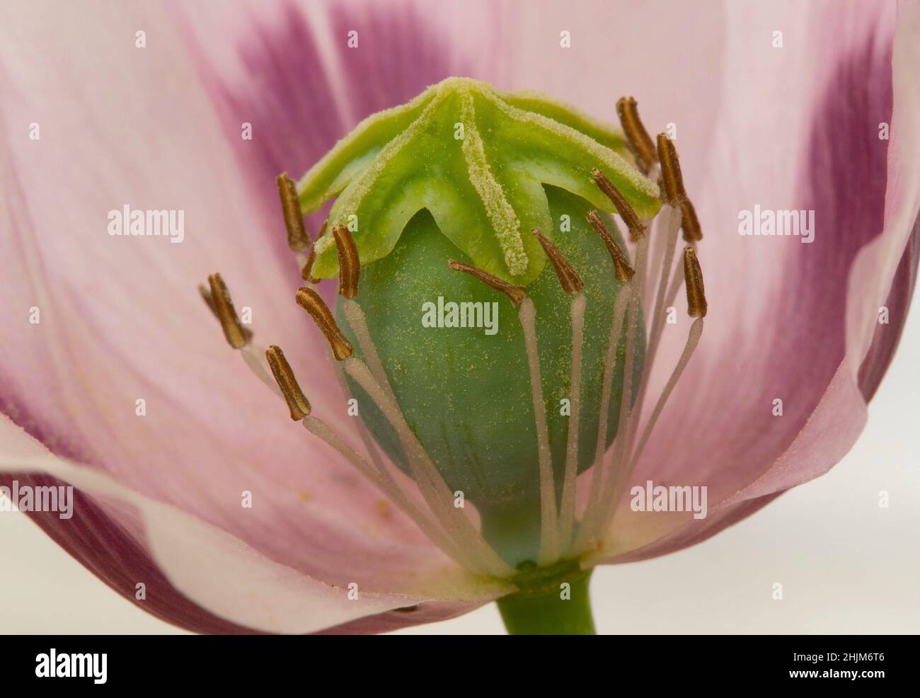 Nahaufnahme einer Mohnblume mit entnommenem Blütenblatt, um das Stigma und das Staubgefäß zu zeigen Stockfoto