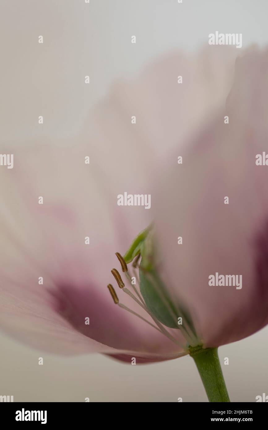 Nahaufnahme einer Mohnblume mit entnommenem Blütenblatt, um das Stigma und das Staubgefäß zu zeigen Stockfoto