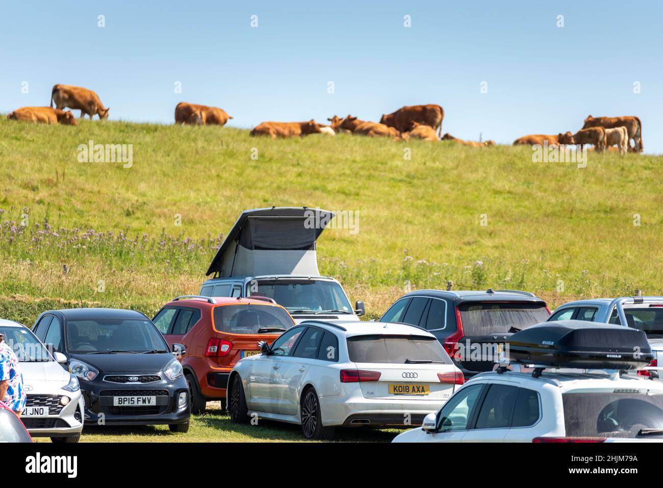 Newquay,Cornwall,England,Vereinigtes Königreich-Juni 21st 2021: An einem heißen Sommertag im Touristenort Newquay kauen Kühe auf dem Gras darüber, ohne sich zu kümmern Stockfoto