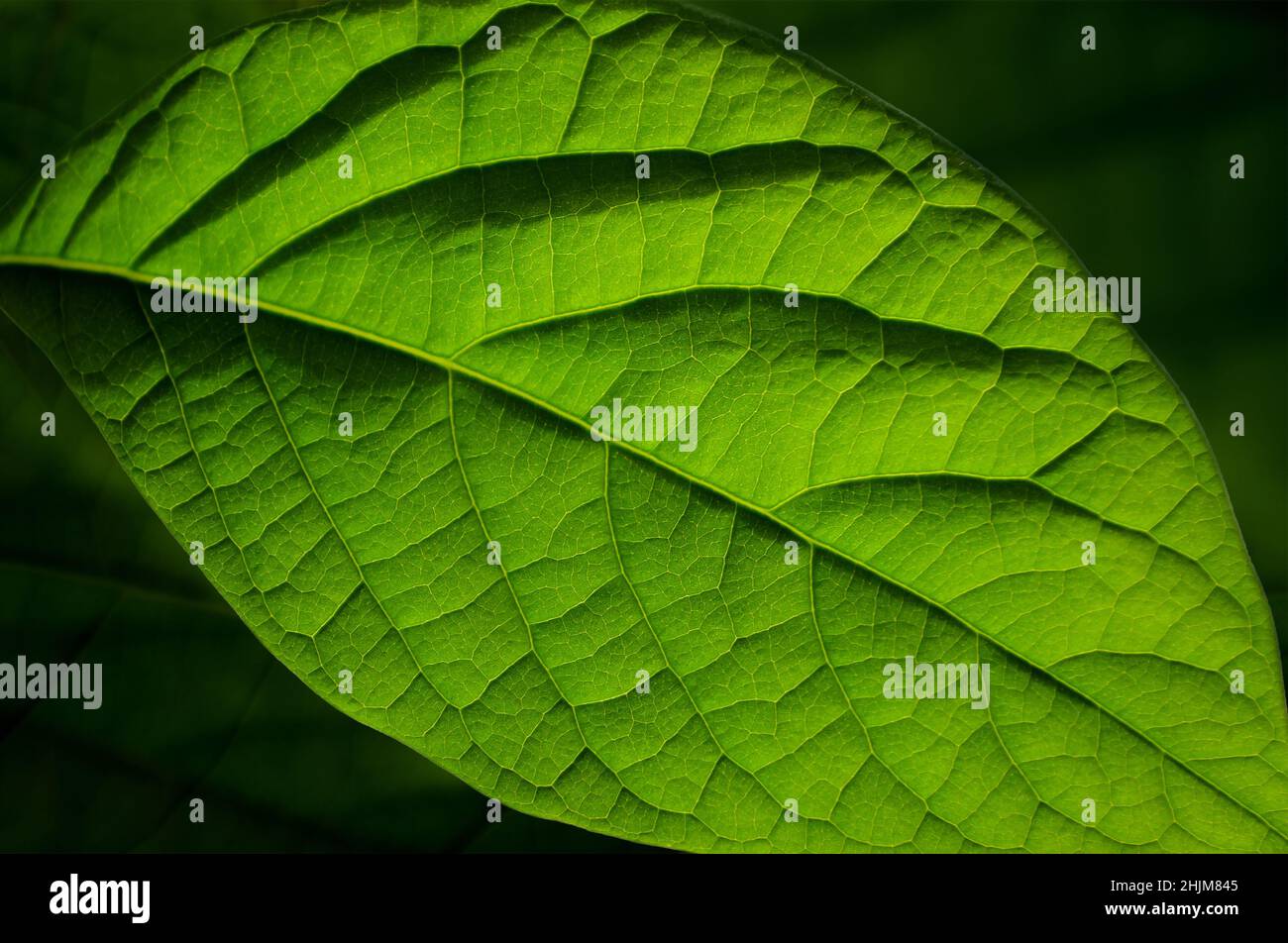 Nahaufnahme eines Avocadoblattes als grüner natürlicher Hintergrund, selektiver Fokus. Das Blatt ist der primäre Ort der Photosynthese in Pflanzen. Stockfoto