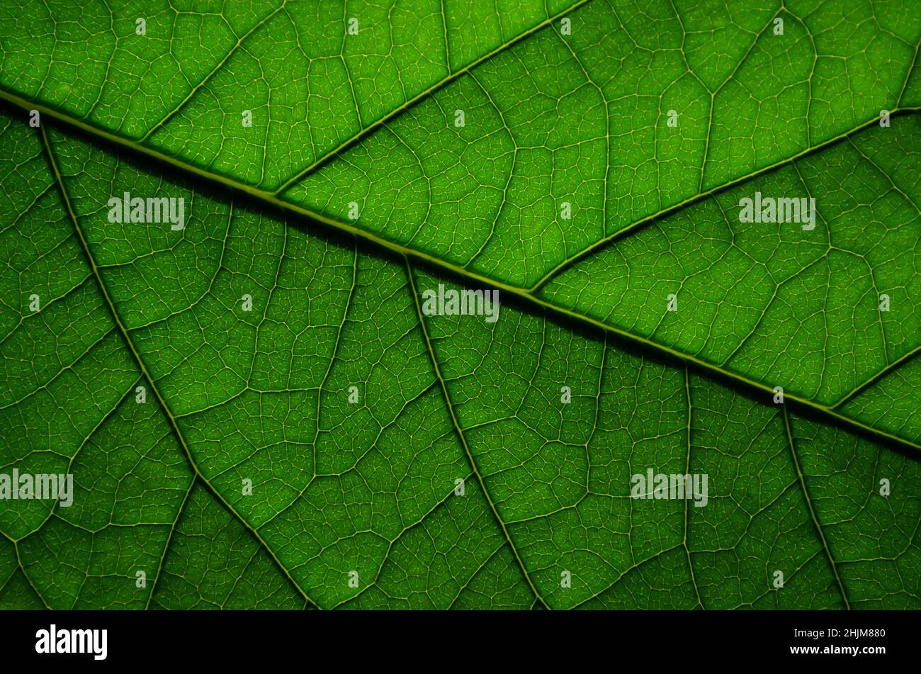 Natürliche Textur eines Avocadoblattes aus der Nähe. Kann als Hintergrundbild oder als grüner abstrakter Hintergrund mit Kopierbereich verwendet werden. Stockfoto
