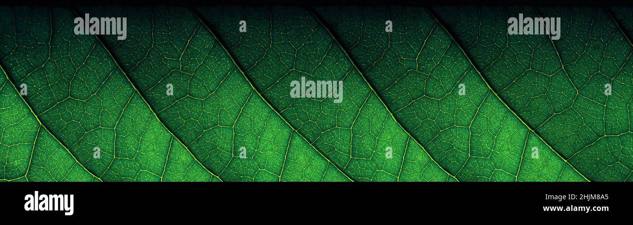 Grüner abstrakter Hintergrund mit natürlicher Textur aus der Nahaufnahme der Blätter. Kann als Hintergrundbild oder Hintergrund mit Kopierbereich verwendet werden. Stockfoto