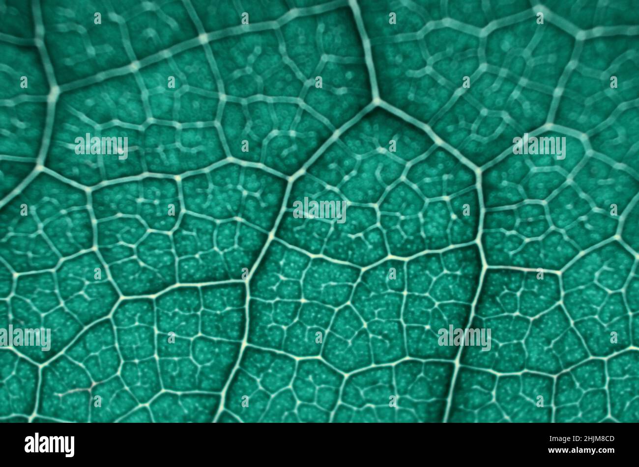 Makro-Unschärfe-Bild der grünen Blattstruktur. Kann als grüner abstrakter Hintergrund mit Kopierraum verwendet werden. Stockfoto