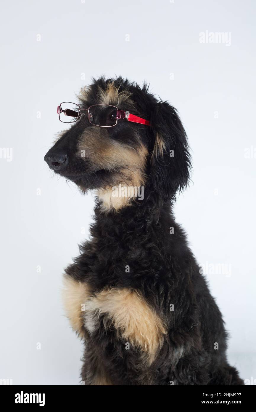 Junge reinrassige afghanische Hund in schwarzer Farbe und braun trägt eine Brille Stockfoto