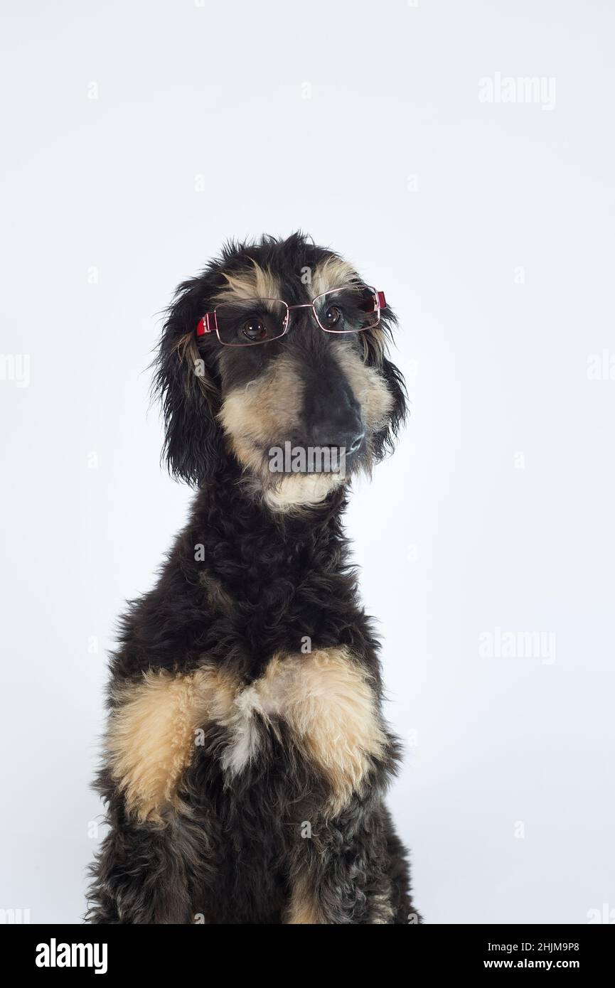 Junge reinrassige afghanische Hund in schwarzer Farbe und braun trägt eine Brille Stockfoto