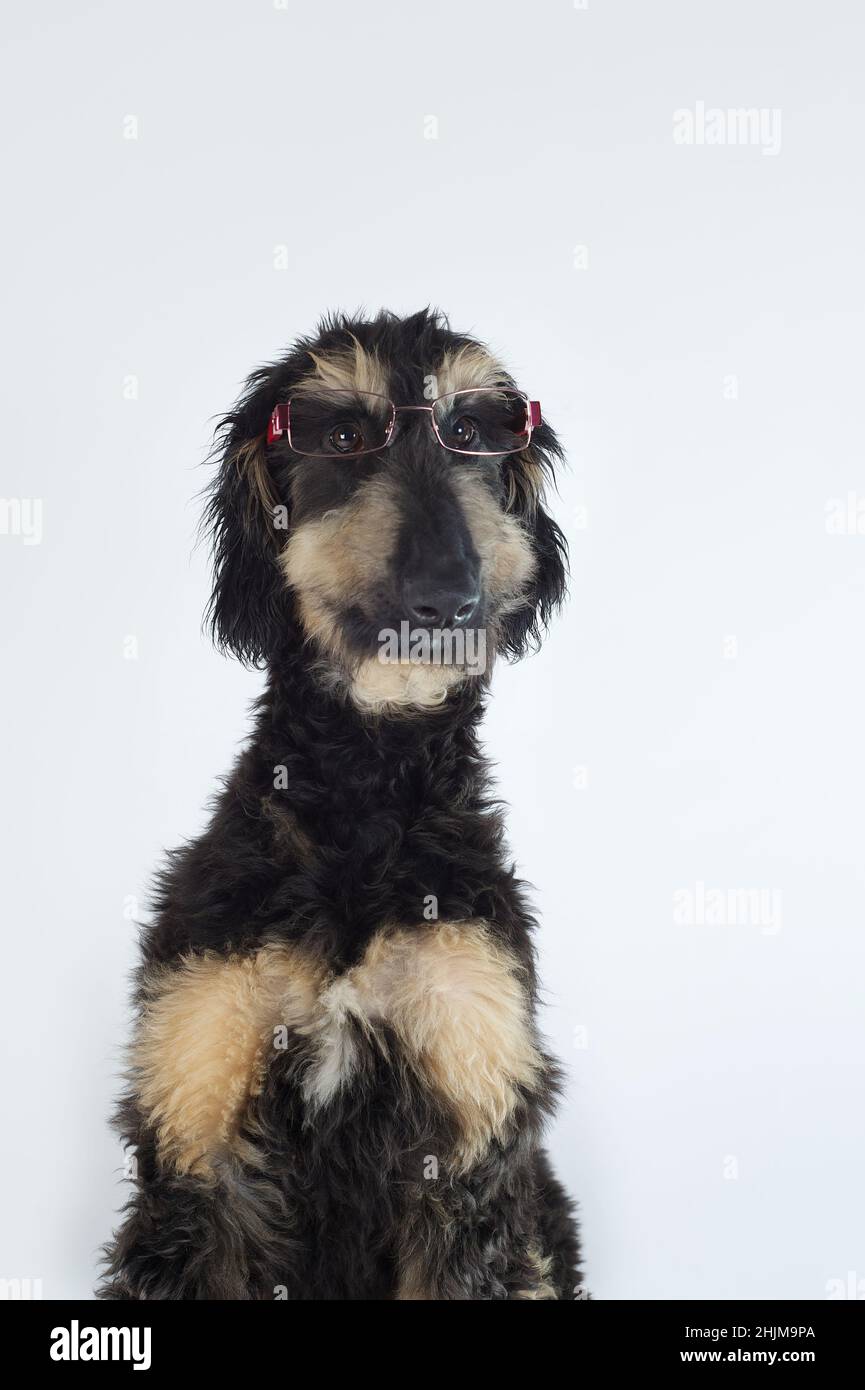 Junge reinrassige afghanische Hund in schwarzer Farbe und braun trägt eine Brille Stockfoto