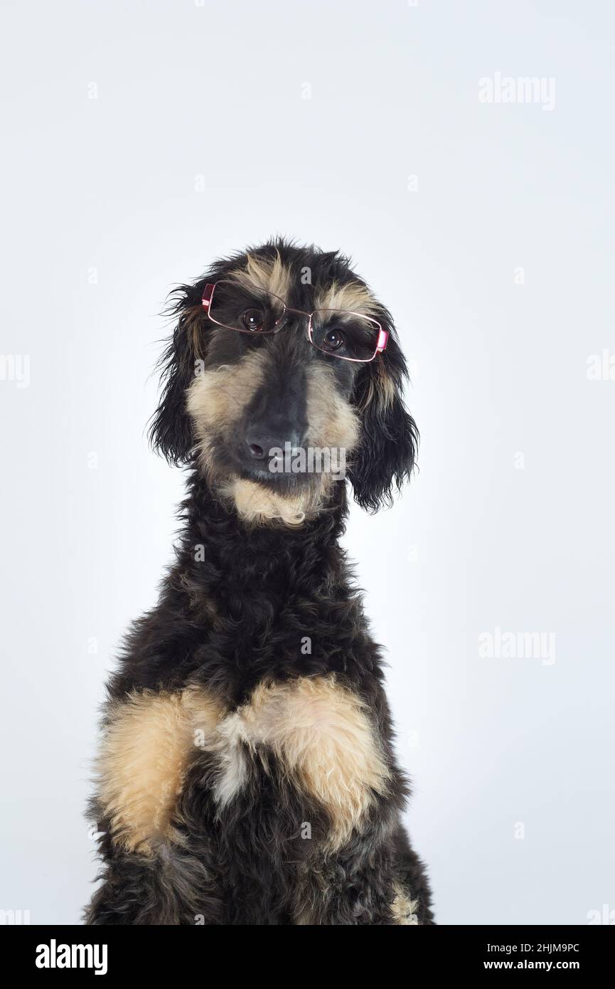 Junge reinrassige afghanische Hund in schwarzer Farbe und braun trägt eine Brille Stockfoto