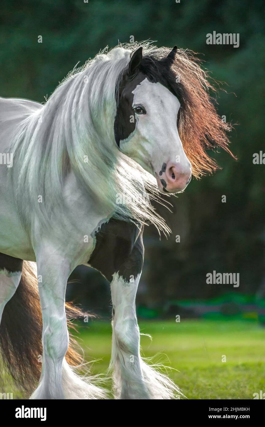 Gypsy Vanner Pferd Stute Stockfoto