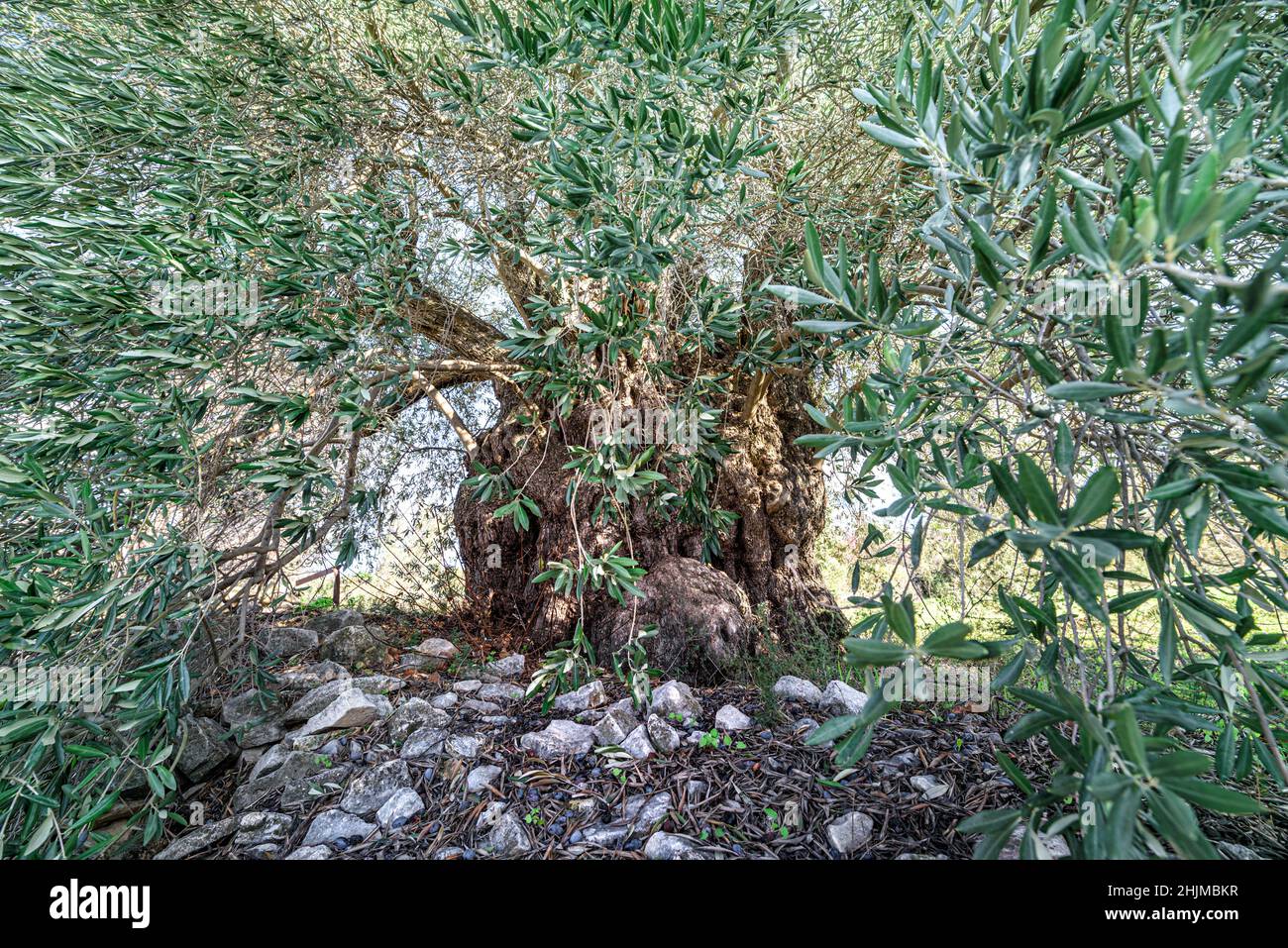 Jahrhundertealter Olivenbaum in Laneia, Zypern. Weitwinkelansicht durch Äste Stockfoto