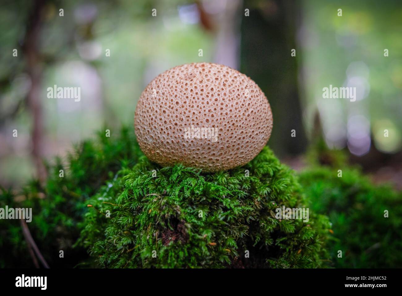 bovist auf moosem Boden im Wald Stockfoto