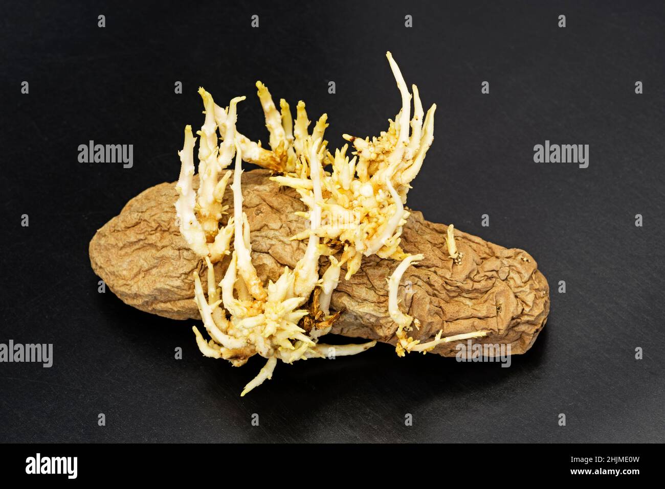 Faltige alte, keimende Kartoffel auf einem schwarzen Tisch Stockfoto