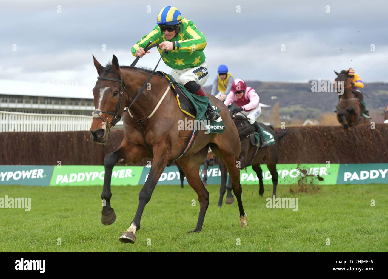 Rennen auf der Cheltenham Racecourse, Prestbury Park am Festival Trials Day im Januar vor dem Cheltenham Gold Cup Festival im März. Viertes Rennen 1. Stockfoto