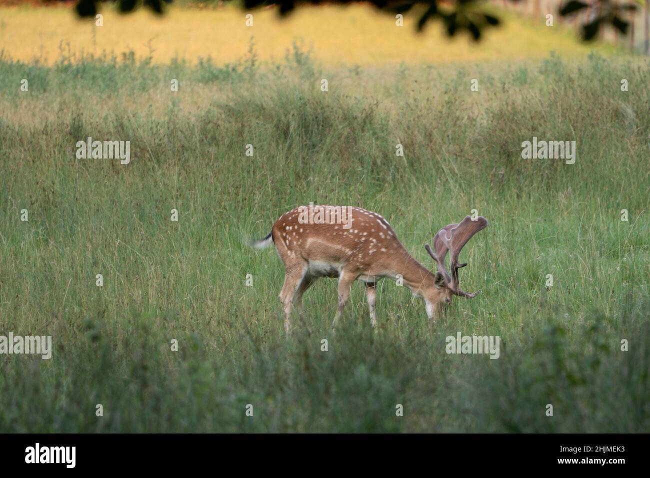 Männlicher Brachhirse grast in einer Waldlichtung Stockfoto