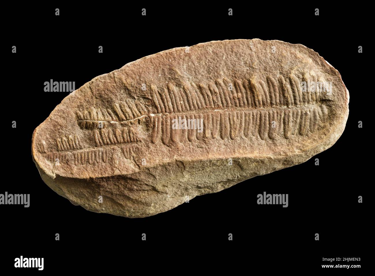 Farn Fossil isoliert auf schwarzem Hintergrund Stockfoto