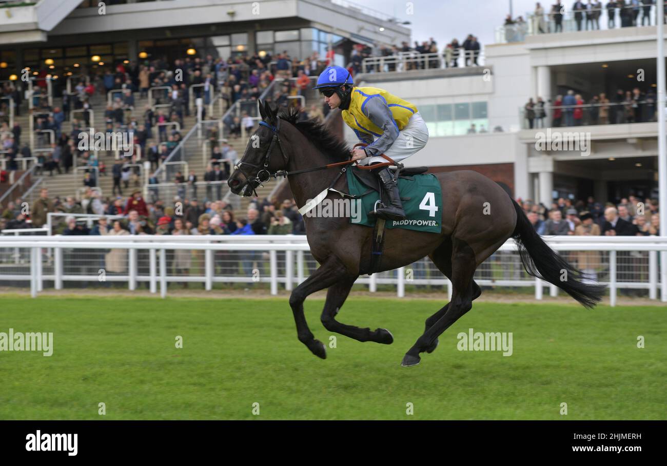 Rennen auf der Cheltenham Racecourse, Prestbury Park am Festival Trials Day im Januar vor dem Cheltenham Gold Cup Festival im März. Viertes Rennen 1. Stockfoto