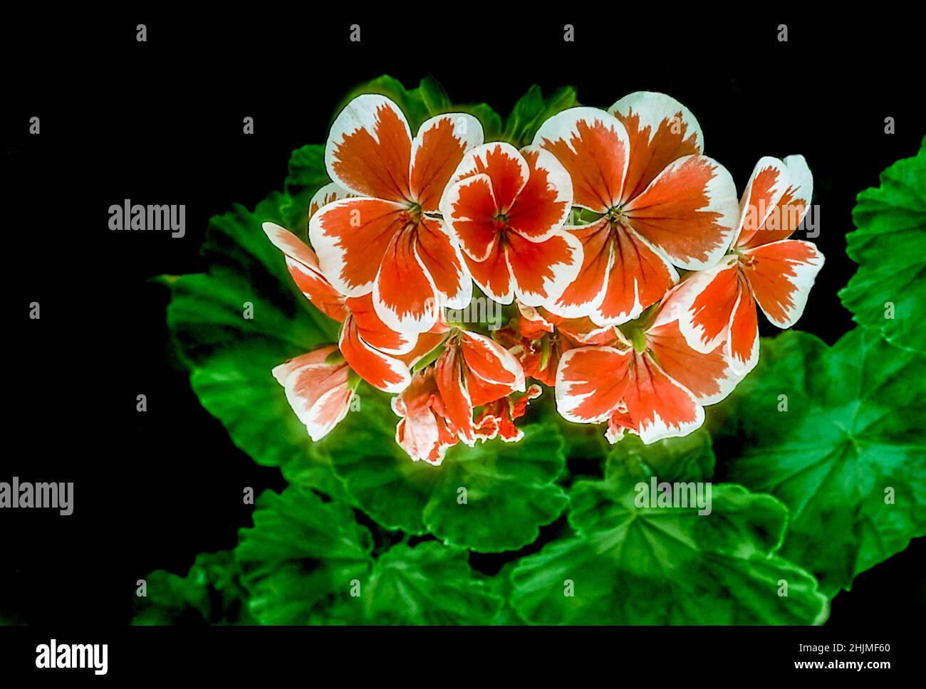 Mr Wren ein buschiges, einblühiges zonales Pelargonium mit weißen und orangeroten Blüten eine immergrüne Staude, die frostzart ist, ist eine gute Hauspflanze Stockfoto