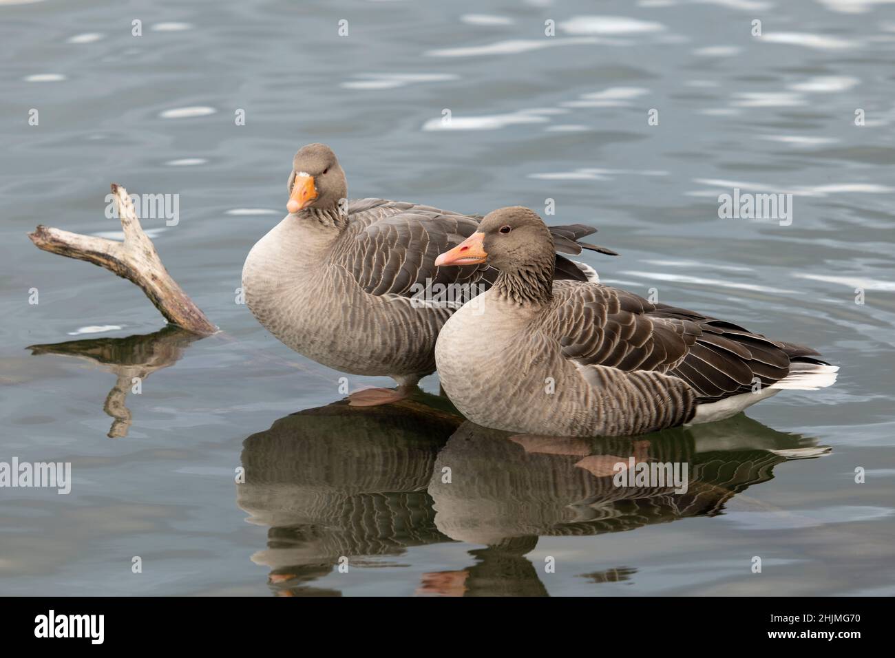 Zwei Graugänse, Anser anser, sitzen auf einem Ast im Wasser Stockfoto