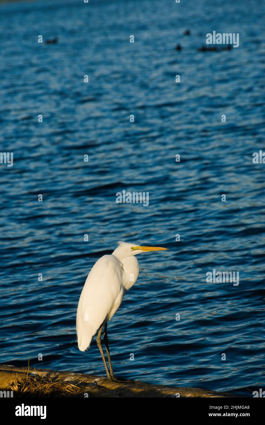 Der Reiher Colourful zeigt seine reinweißen Federn und seinen wendigen, schlanken Vogel, während er am See steht. Silberreiher sind toll beim Fischfang. Stockfoto