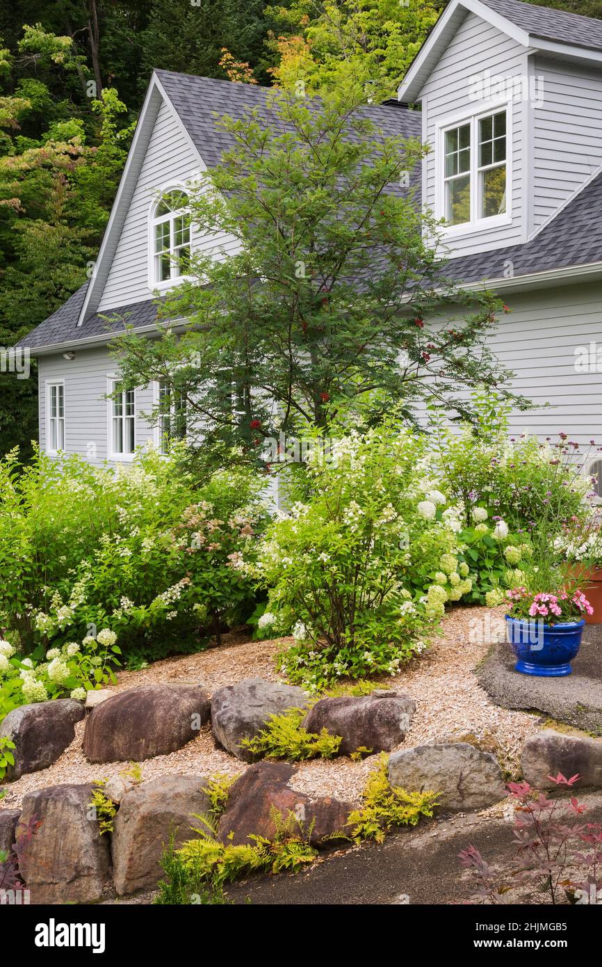 Hortensia arborescens 'Annabelle', paniculata-Sträucher, Sorbus americana - American Mountain Ash in erhöhten Felsen eingefasst Mulchgrenze im Garten. Stockfoto