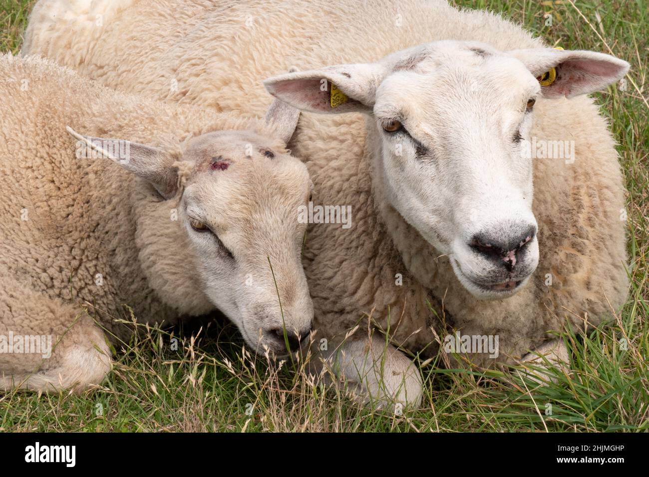 Portrait von zwei Schafen, die auf einer Wiese liegen Stockfoto