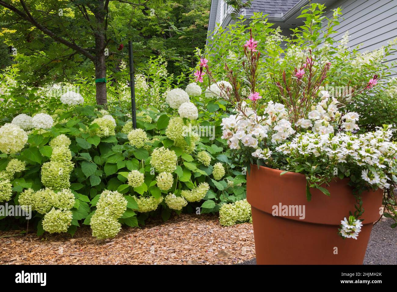 Scaevola aemula 'Surdiva White' - Feenfächerblume in Terrakotta-Pflanzgefäß, Hydrangea arborescens 'Annabelle' Strauch in Mulchrandung im Garten. Stockfoto