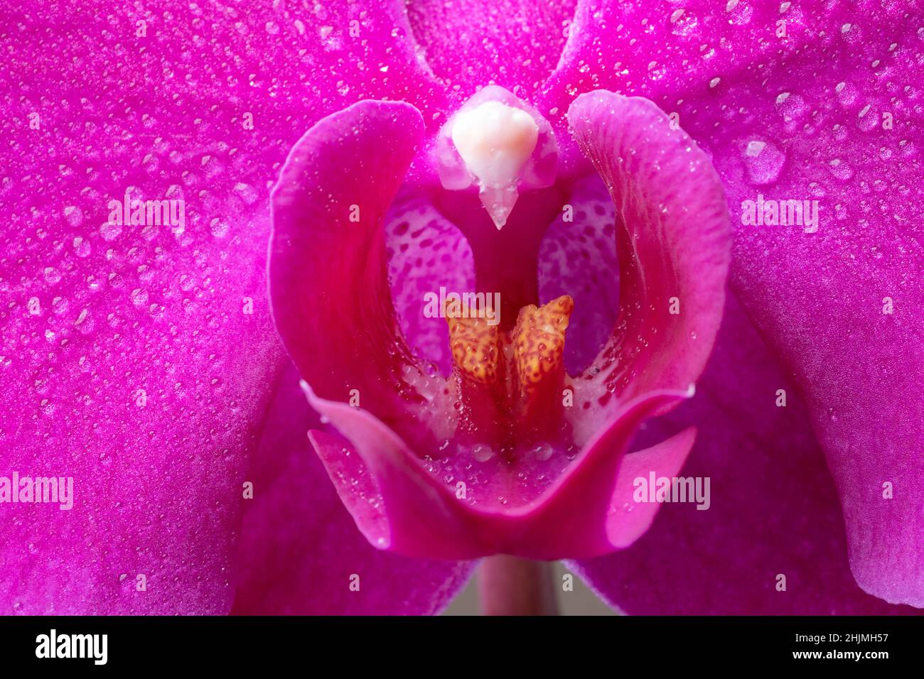 Makrobild einer lila Orchideenblume, die mit Wassertropfen benetzt ist, floraler Hintergrund Stockfoto