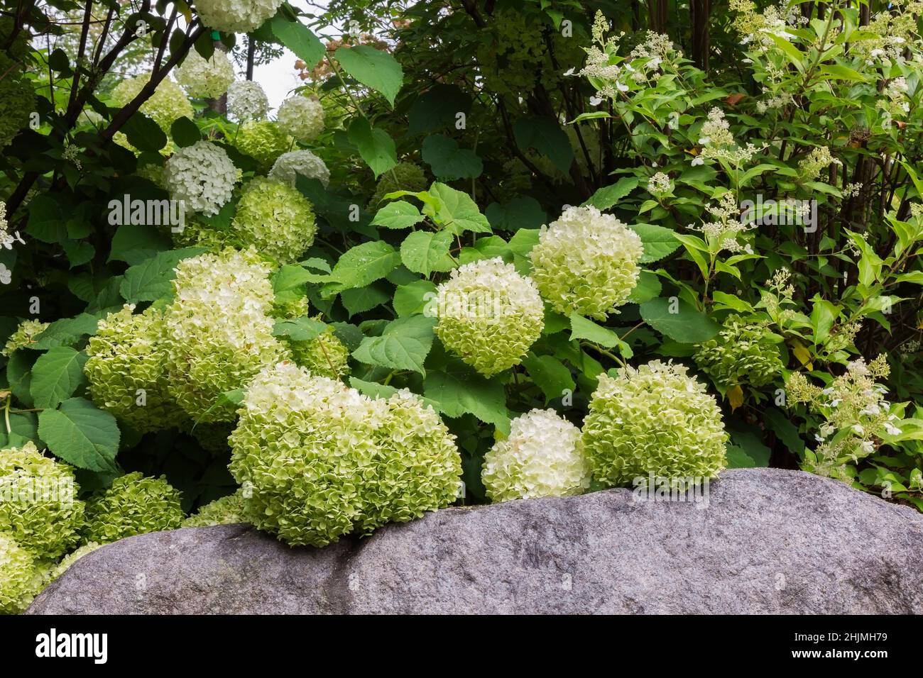 Hortensia arborescens 'Annabelle' Strauch in erhöhten Felsen eingefasst Grenze im Garten im Garten im Sommer. Stockfoto