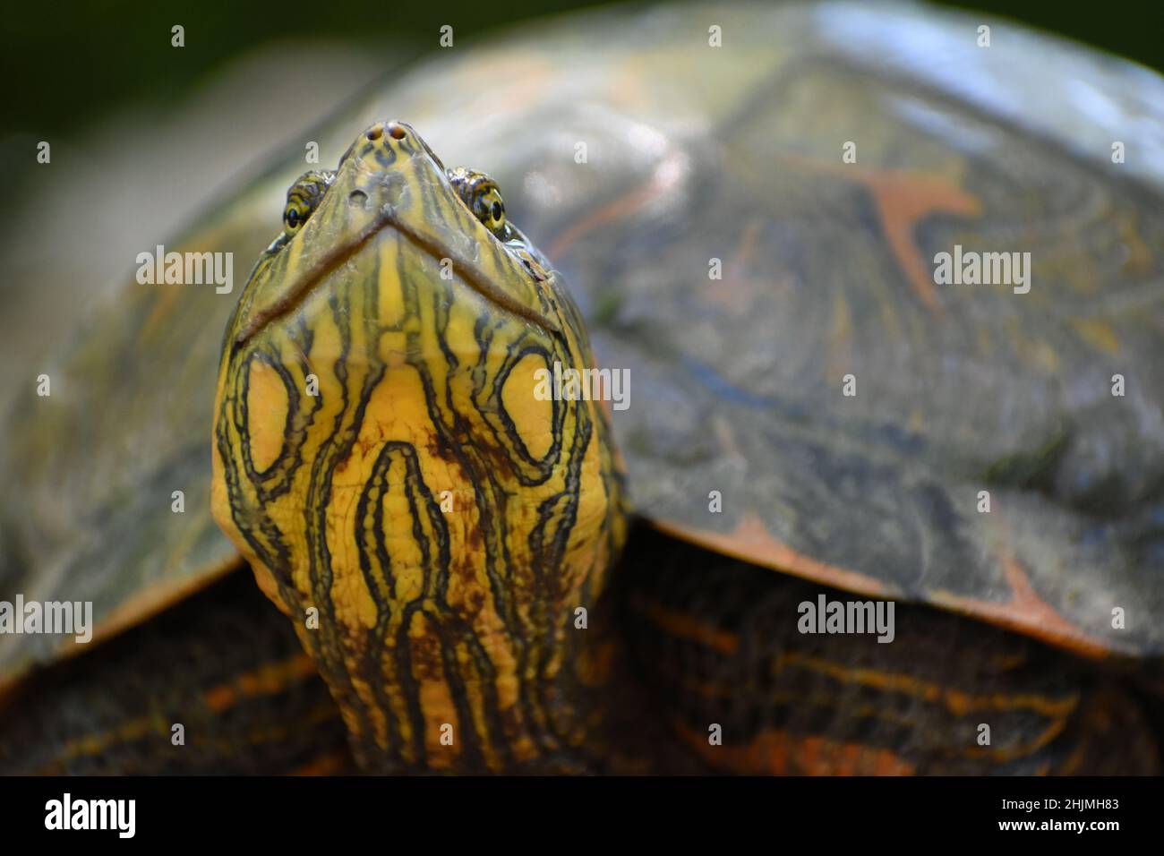 Porträt des Sliders von D'Orbigny oder des schwarzbauchigen Sliders (Trachemys dorbigni) in freier Wildbahn im Naturschutzgebiet Costanera Sur, Buenos Aires Stockfoto