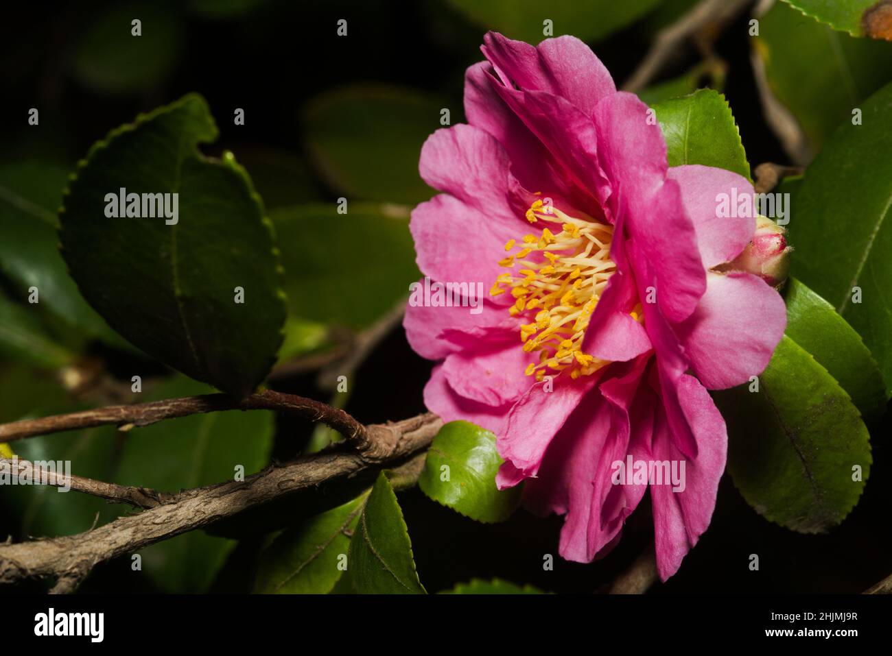 Die Schönheit der Natur, reich an blühenden rosa Kamelienbäumen. Reich an tiefrosa Blütenblättern, gelben Staubblättern und grünen Blättern, die Zest und Leben hinzufügen, Stockfoto