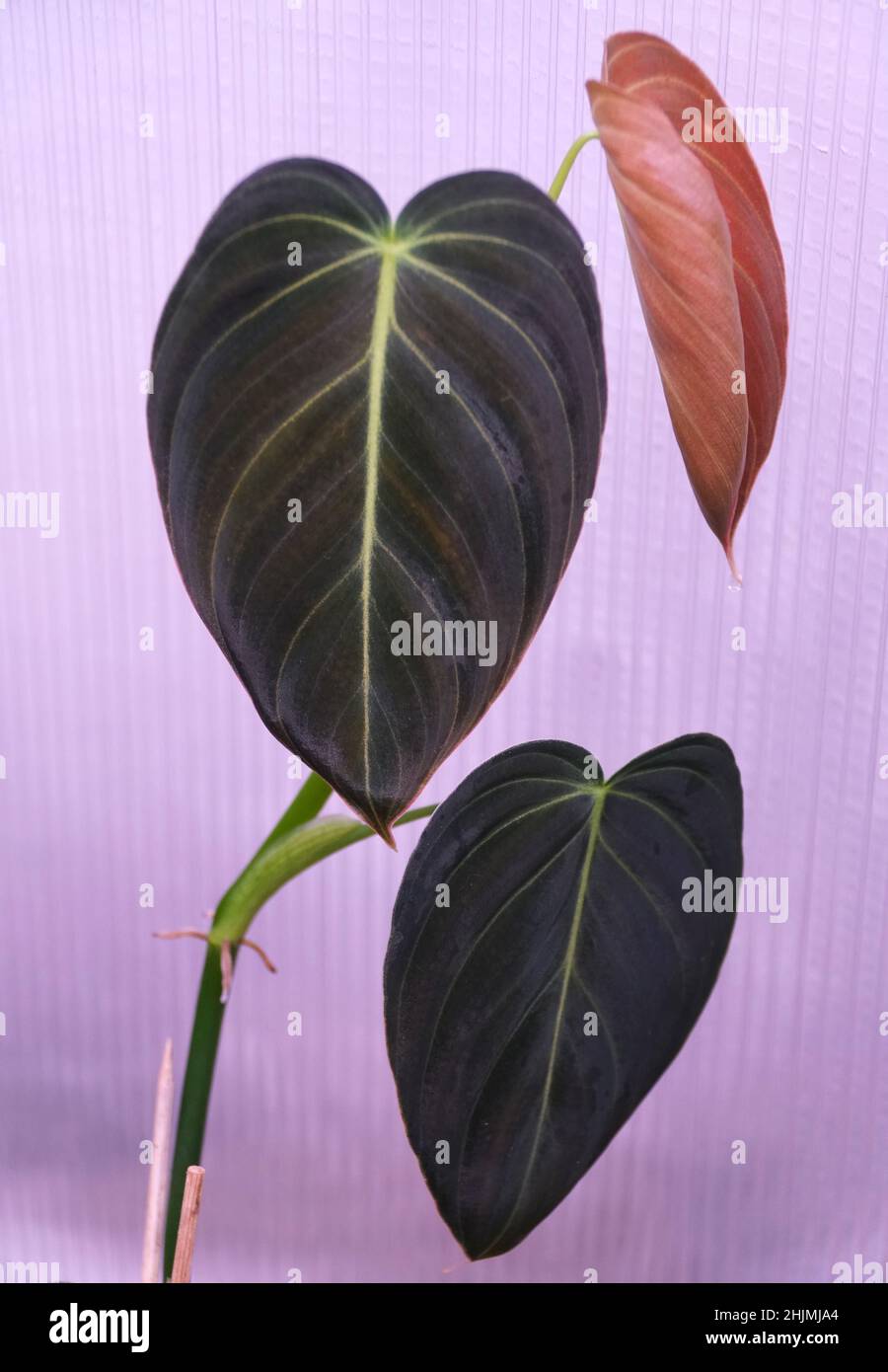 Wunderschne dunkle und samtige Bltter von Philodendron Splendid  Stockfotografie - Alamy