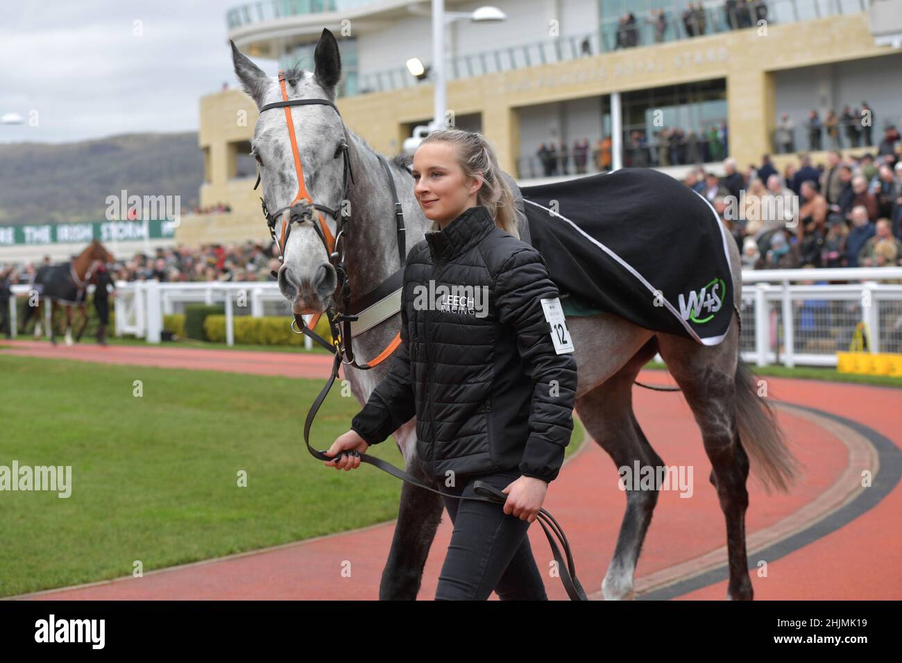 Rennen auf der Cheltenham Racecourse, Prestbury Park am Festival Trials Day im Januar vor dem Cheltenham Gold Cup Festival im März. Pferde im Stockfoto