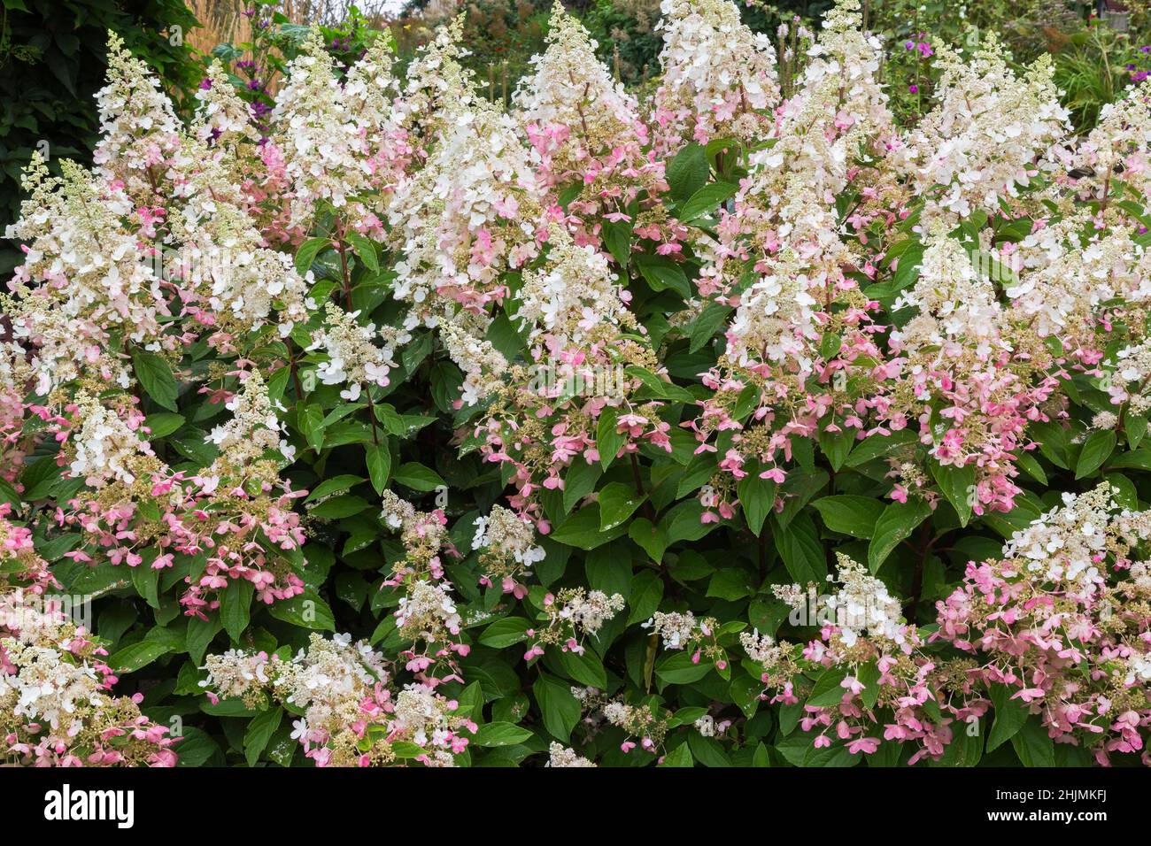 Hortensia paniculata 'Pinky Winky' im Sommer. Stockfoto