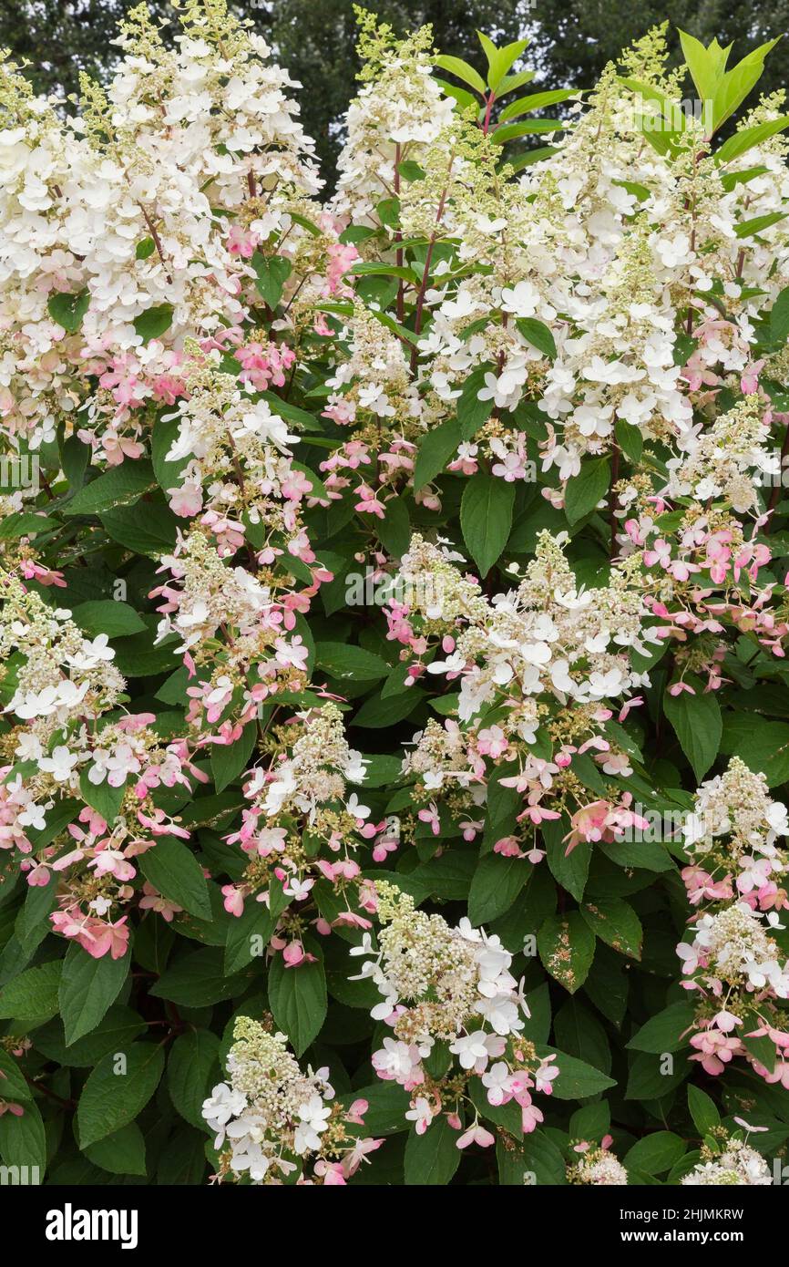 Hortensia paniculata 'Pinky Winky' im Sommer. Stockfoto