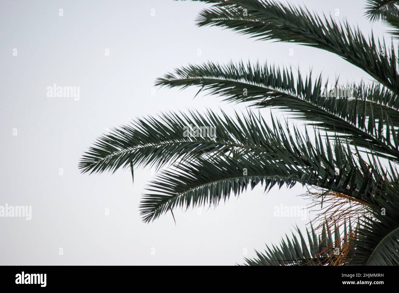 Grüne Palmblätter. Palme Stockfoto