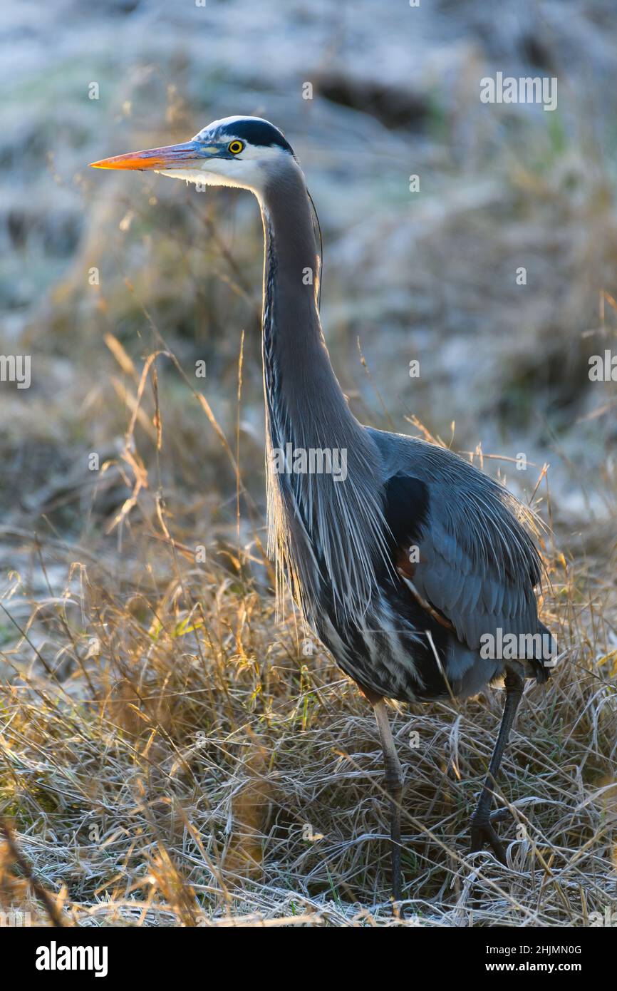Ein großer blauer Reiher steht im Winter in einem frostigen Feld. Der große Vogel ist im Skagit Valley des Staates Washington hinterleuchtet Stockfoto