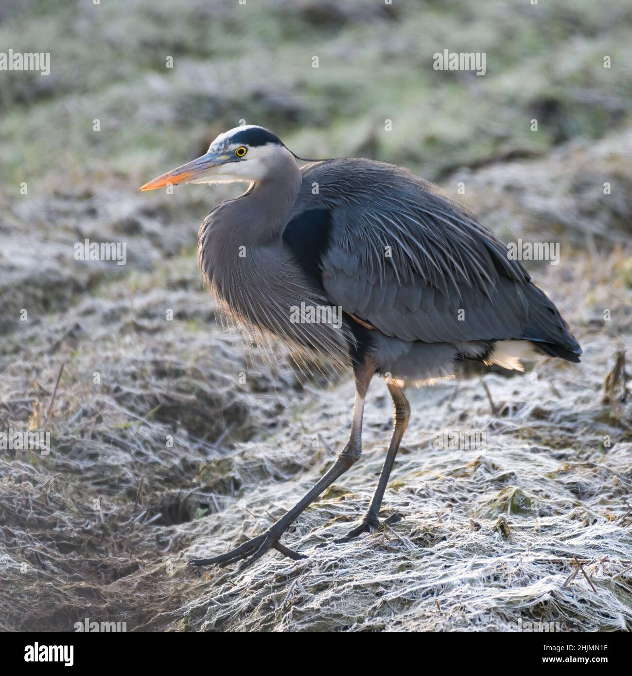 Ein großer Blaureiher geht über ein frostbedecktes Feld. Der große Vogel ist an einem Wintermorgen im Skagit Valley im Bundesstaat Washington aus der Nähe Stockfoto