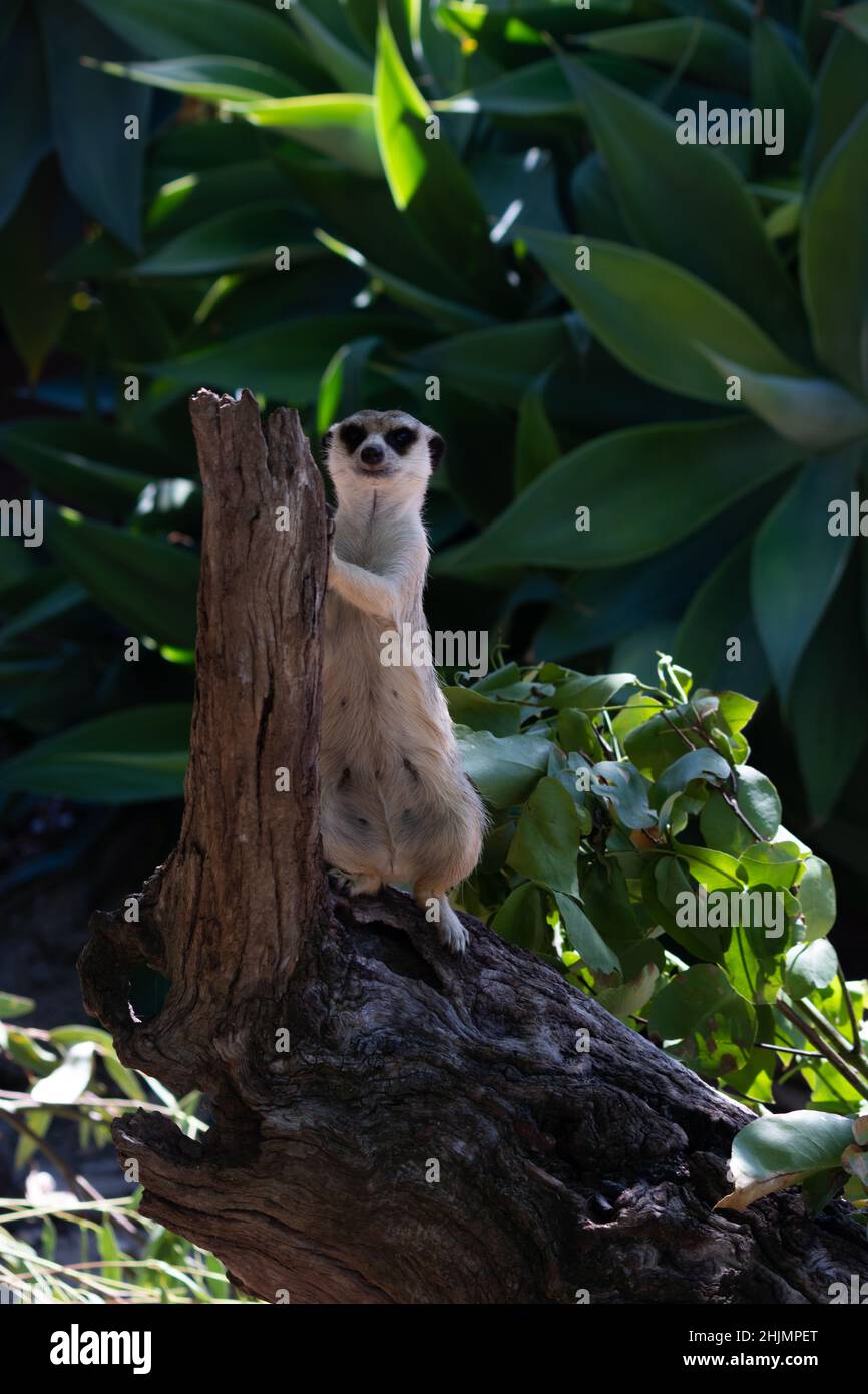 Erdmännchen lehnte sich an einen Balken, auf der Wache. Aufgenommen im Melbourne Zoo, Australien. Stockfoto