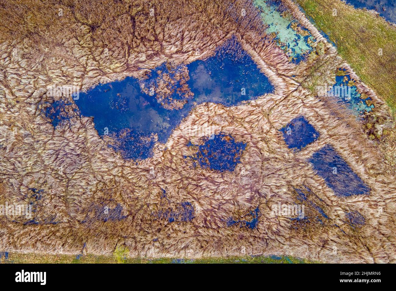 Altentreptow, Deutschland. 25th Januar 2022. Wiesen, Mulden und Schilfbeete bilden das rund 36 Hektar große Quellmoor des Binsenbergs. (Luftaufnahme mit einer Drohne) Wenn Torfböden im erforderlichen Umfang rebenetzt werden, sollte sich die Wasserqualität auch in der Ostsee verbessern. Torfböden fungieren tatsächlich als Nährstofffilter und tragen nicht nur zum Klima- und Artenschutz, sondern auch zur Verbesserung der Wasserqualität bei. Quelle: Jens Büttner/dpa-Zentralbild/dpa/Alamy Live News Stockfoto