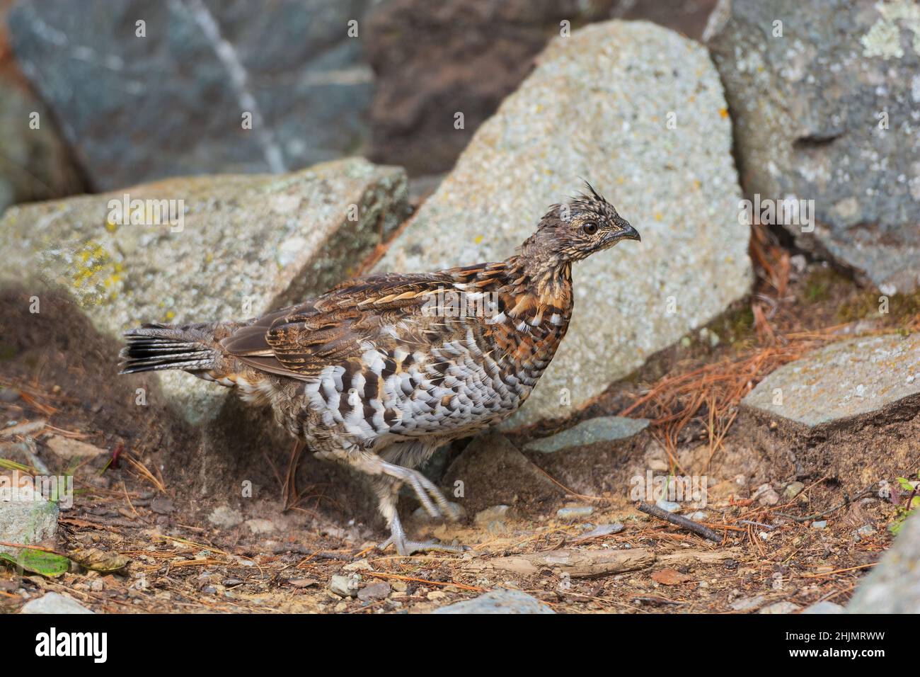Ruffed Grouse rascheln durch den Wald in den Boundary Waters in Minnesota Stockfoto