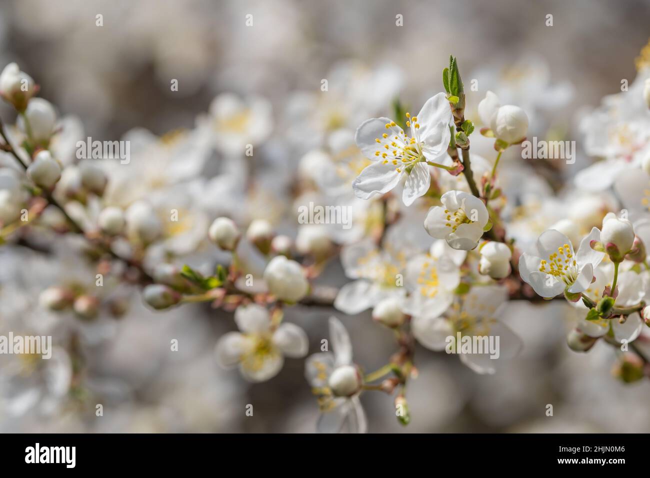 Blühende weiß sakura Kirschblüte Blumen close-up Stockfoto